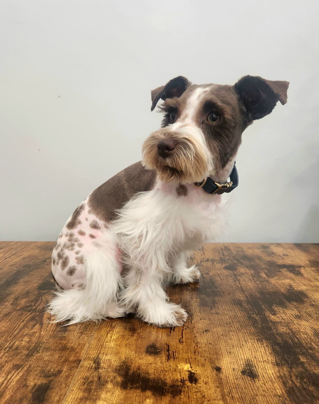 Cash, a retired liver parti miniature schnauzer from Crowned Schnauzers