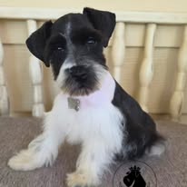 Miniature schnauzer puppy raised by Crowned Schnauzers