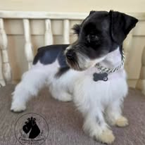 Crowned Schnauzers miniature schnauzer puppy