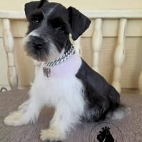 Miniature schnauzer puppy portrait