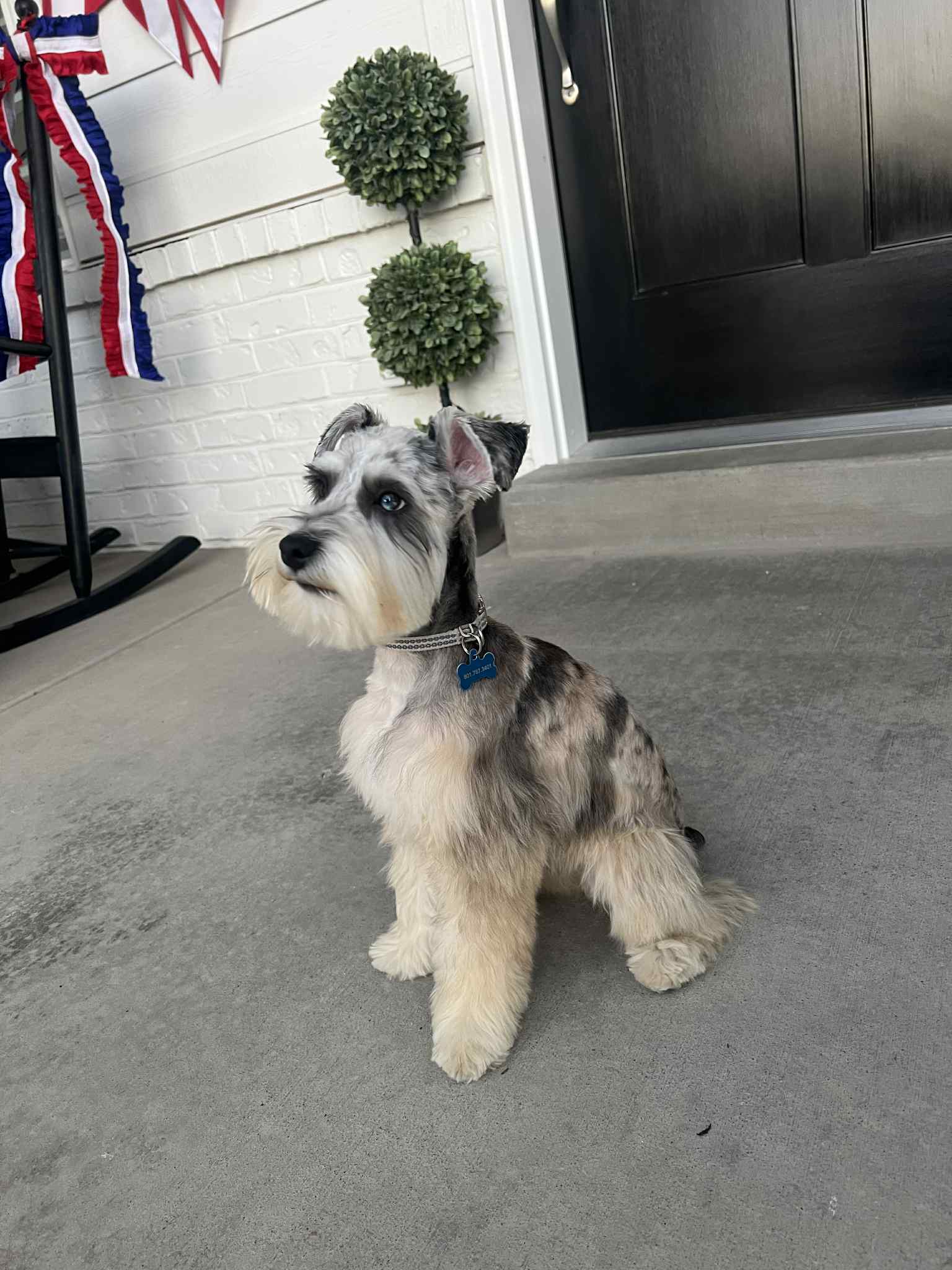 A grown Crowned Schnauzers dog sitting on a porch