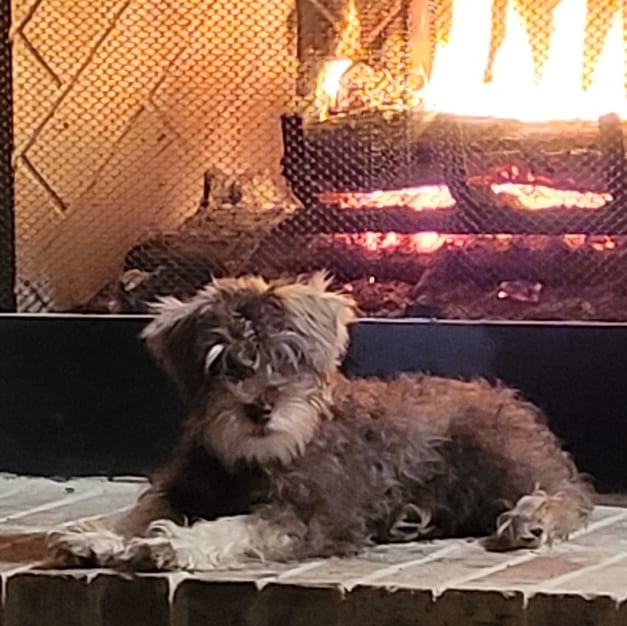 A Crowned Schnauzers dog at home