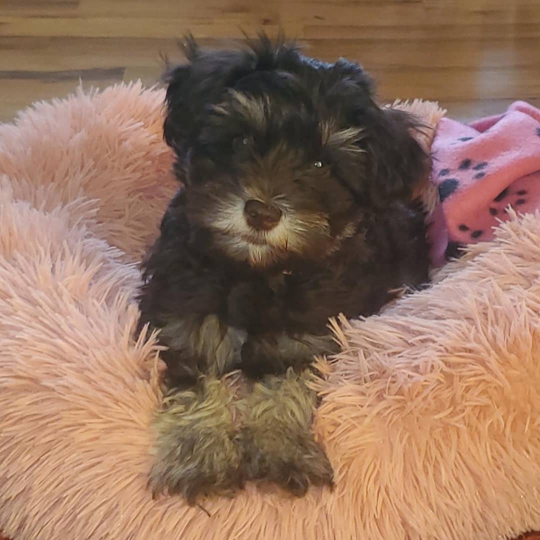 A Crowned Schnauzers dog posing for a family update