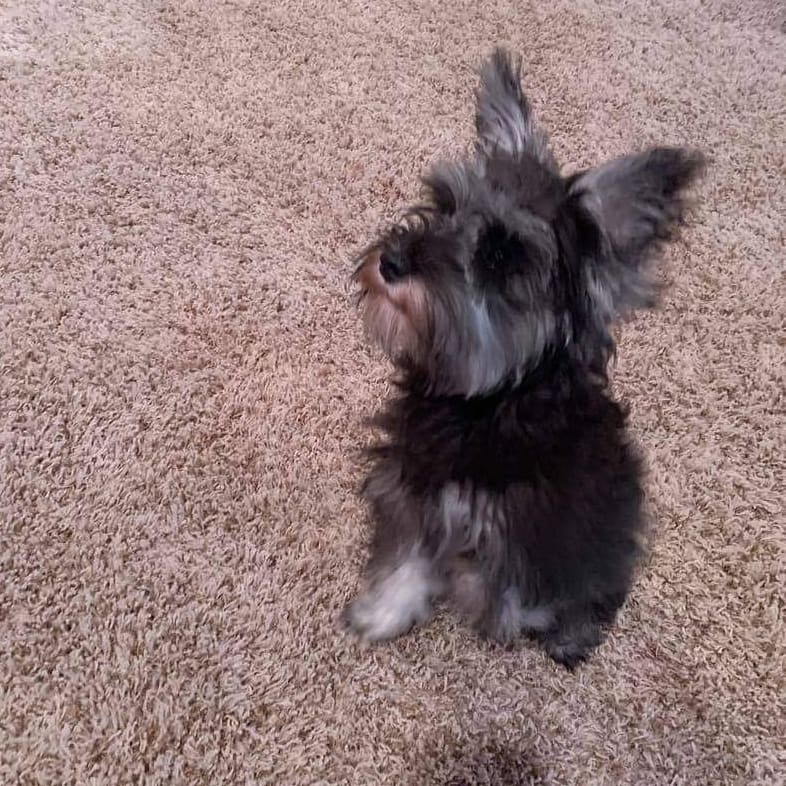 A past Crowned Schnauzers puppy in their home