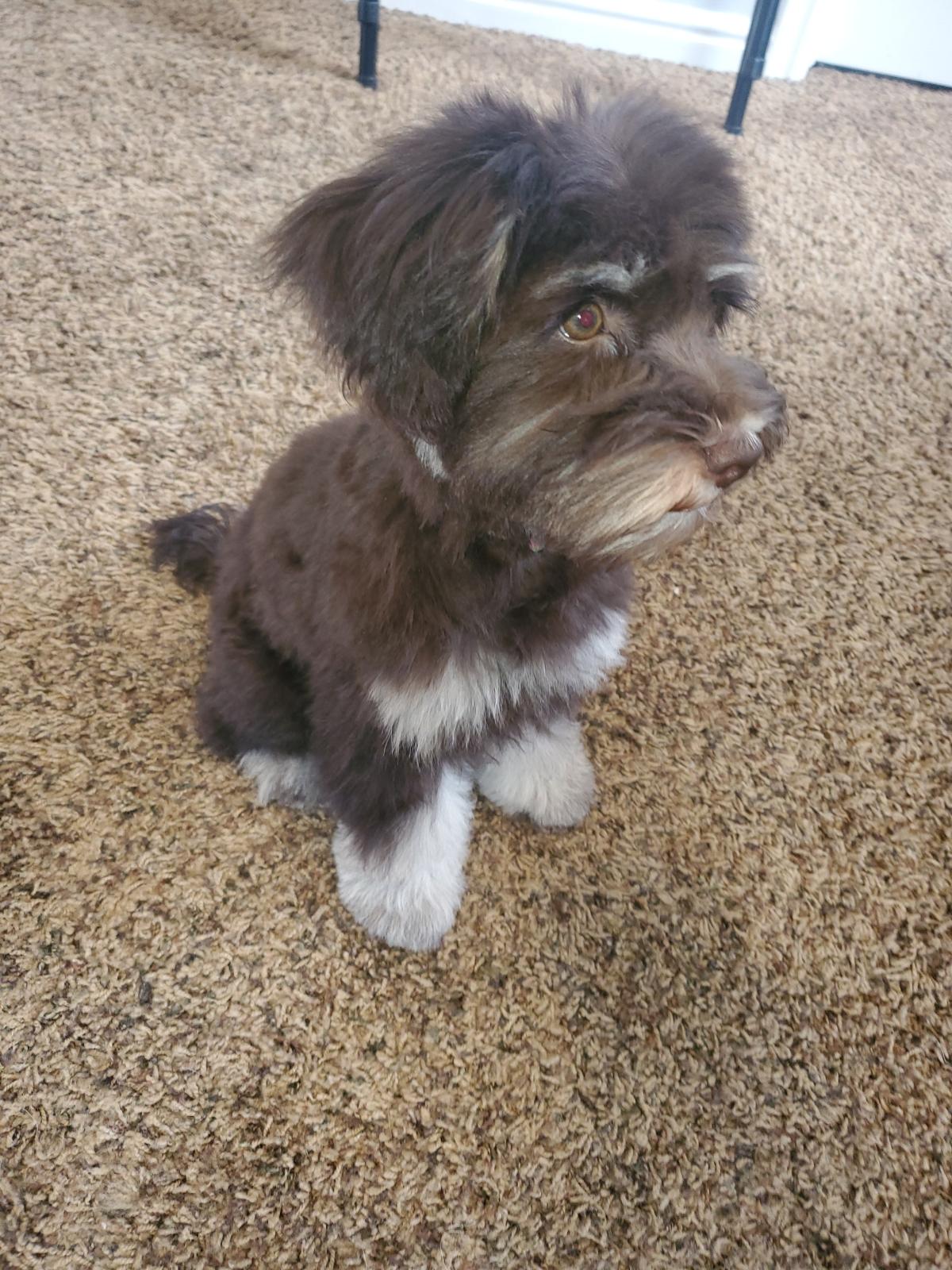 A Crowned Schnauzers dog shared by their family
