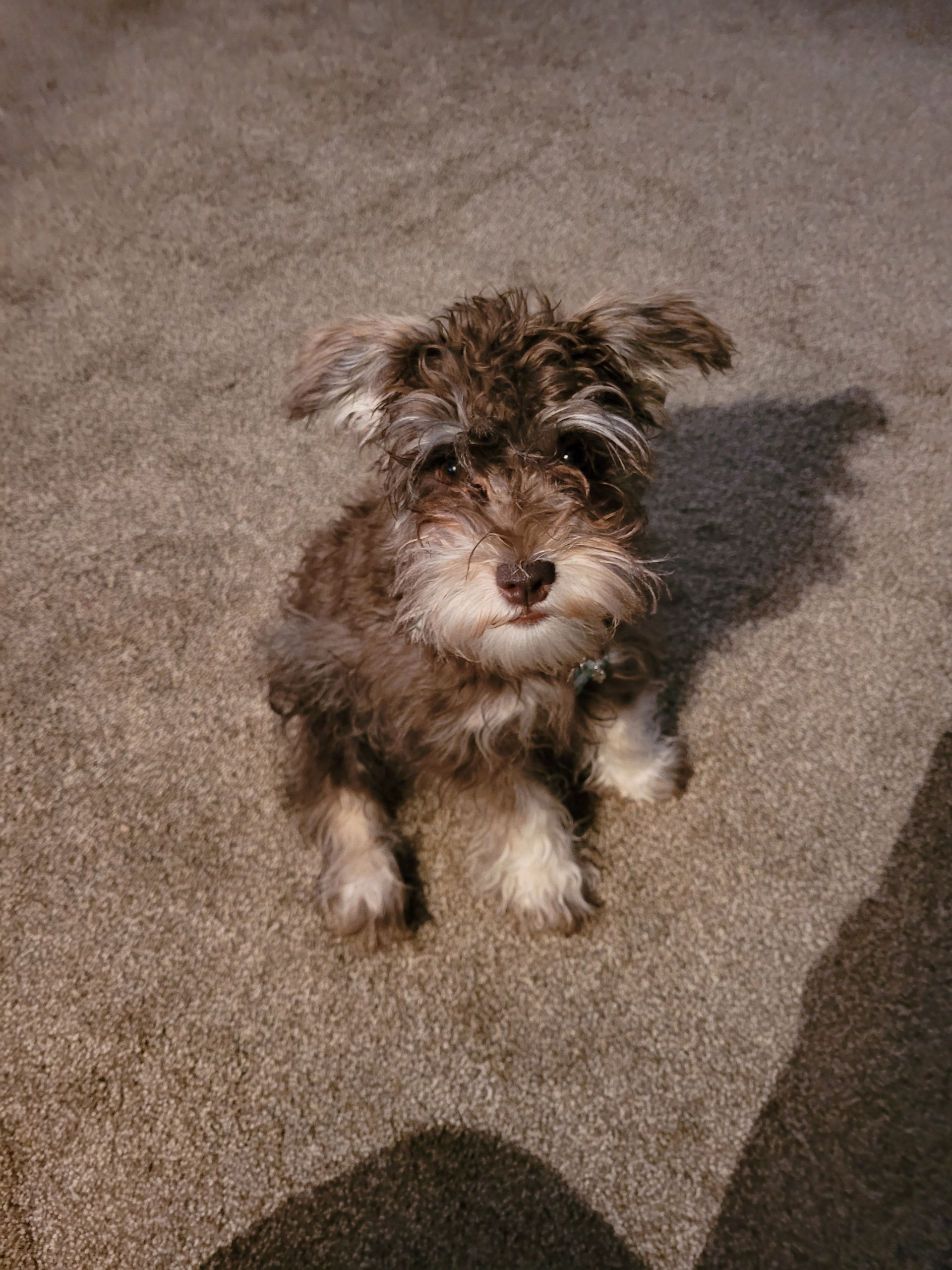 A grown Crowned Schnauzers puppy