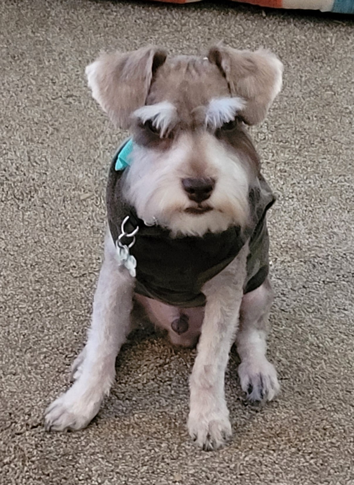 A Crowned Schnauzers family dog