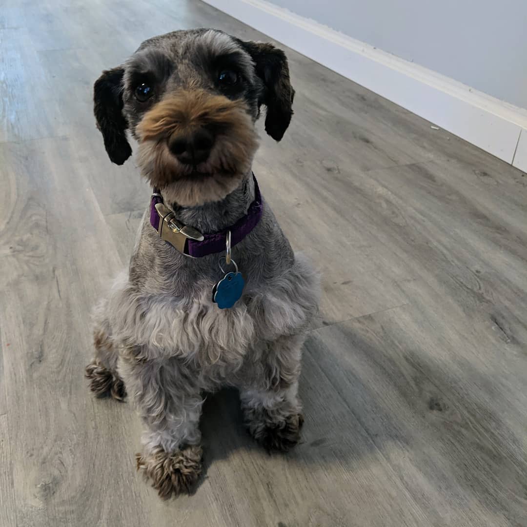 Ella, a retired liver and tan miniature schnauzer wearing her purple collar