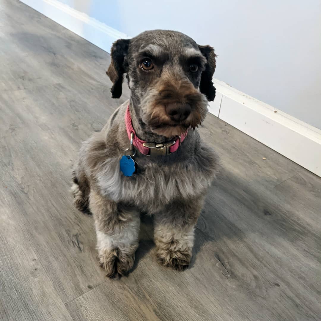 Mia, a retired liver and tan miniature schnauzer wearing her pink collar