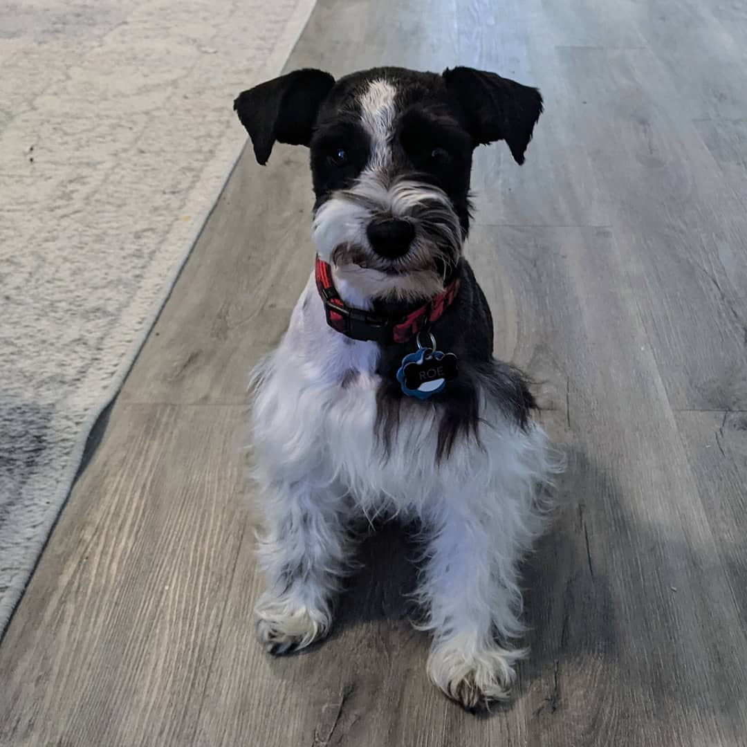 Roe, a retired black parti miniature schnauzer