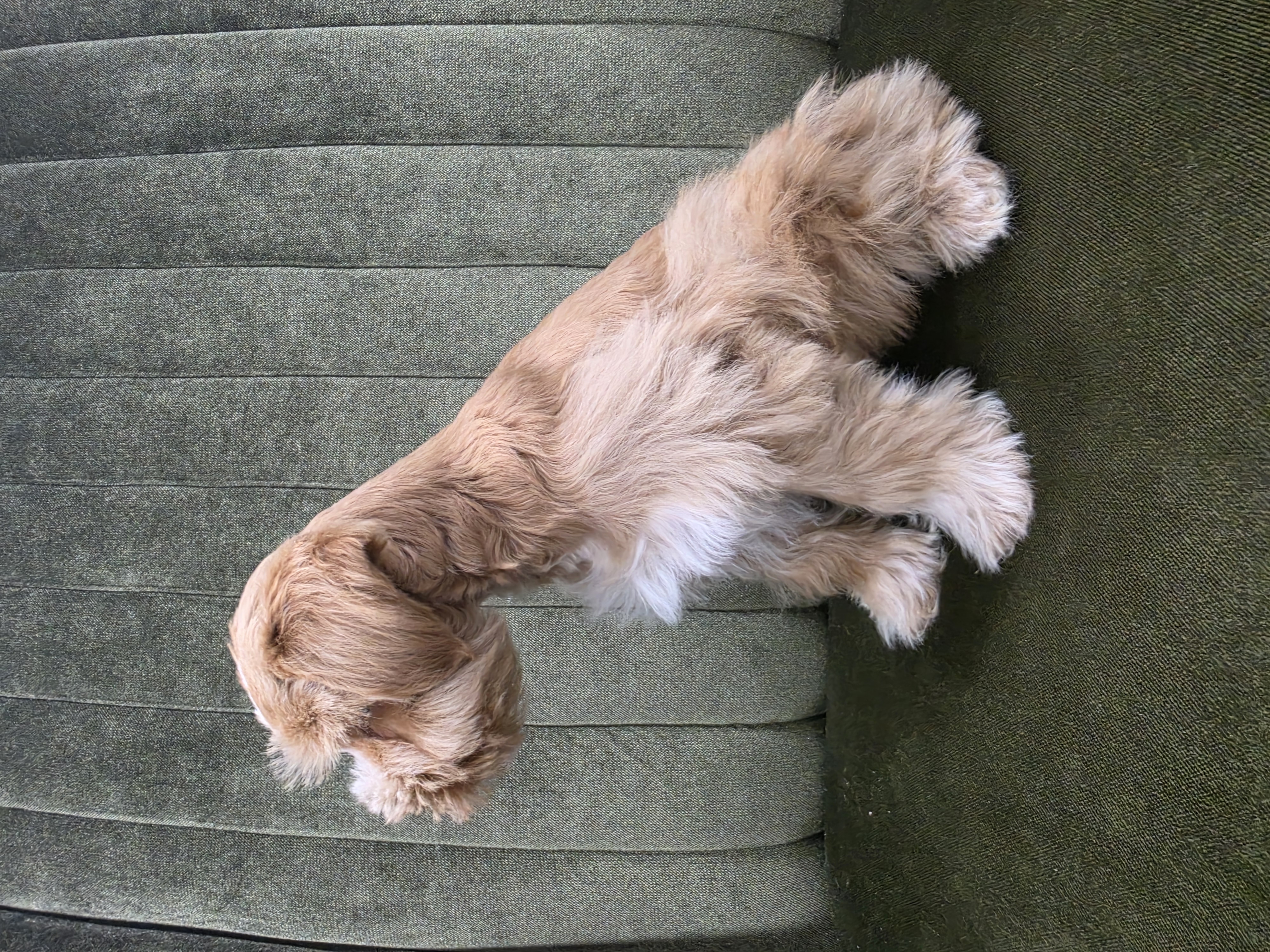 Rory relaxing at home