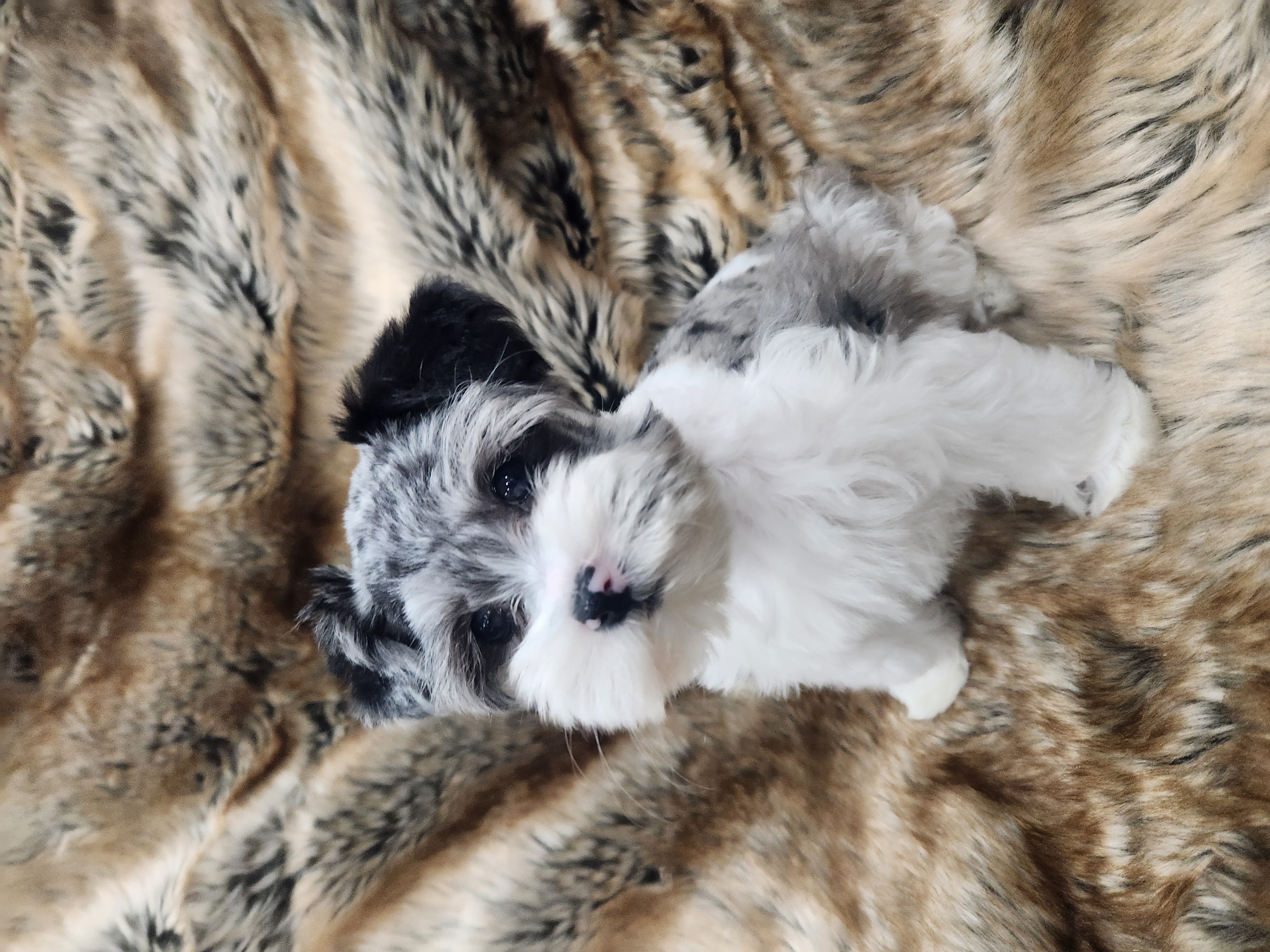 Zeena showing her blue merle parti coat