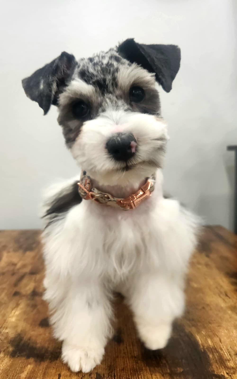 Zeena at Crowned Schnauzers
