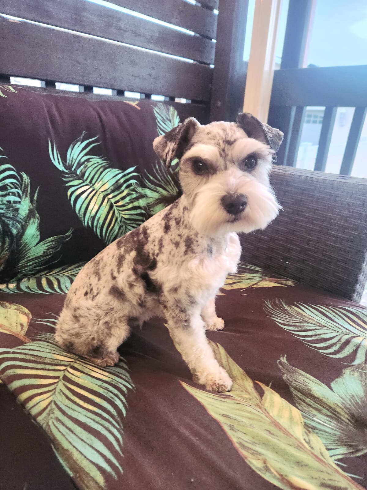 Duchess, a retired merle and tan miniature schnauzer from Crowned Schnauzers