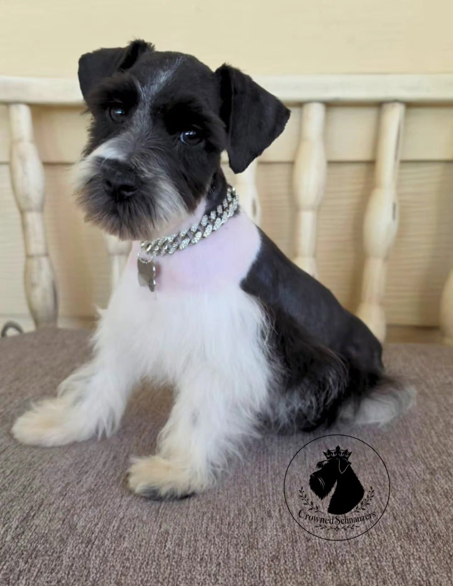 Groomed miniature schnauzer from Crowned Schnauzers