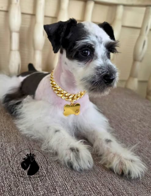 Black parti Crowned Schnauzers puppy after a fresh haircut