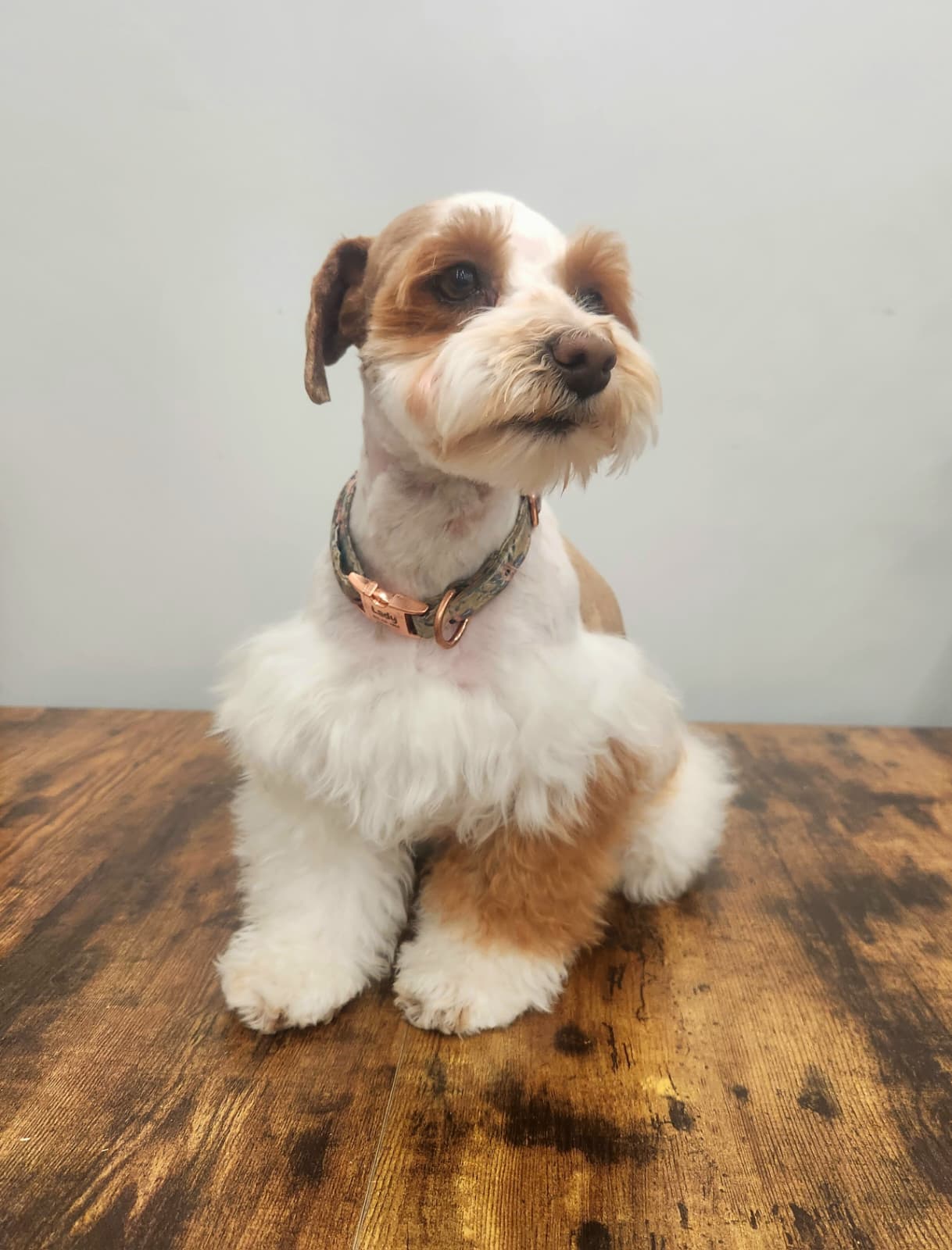 Lady, a red parti miniature schnauzer