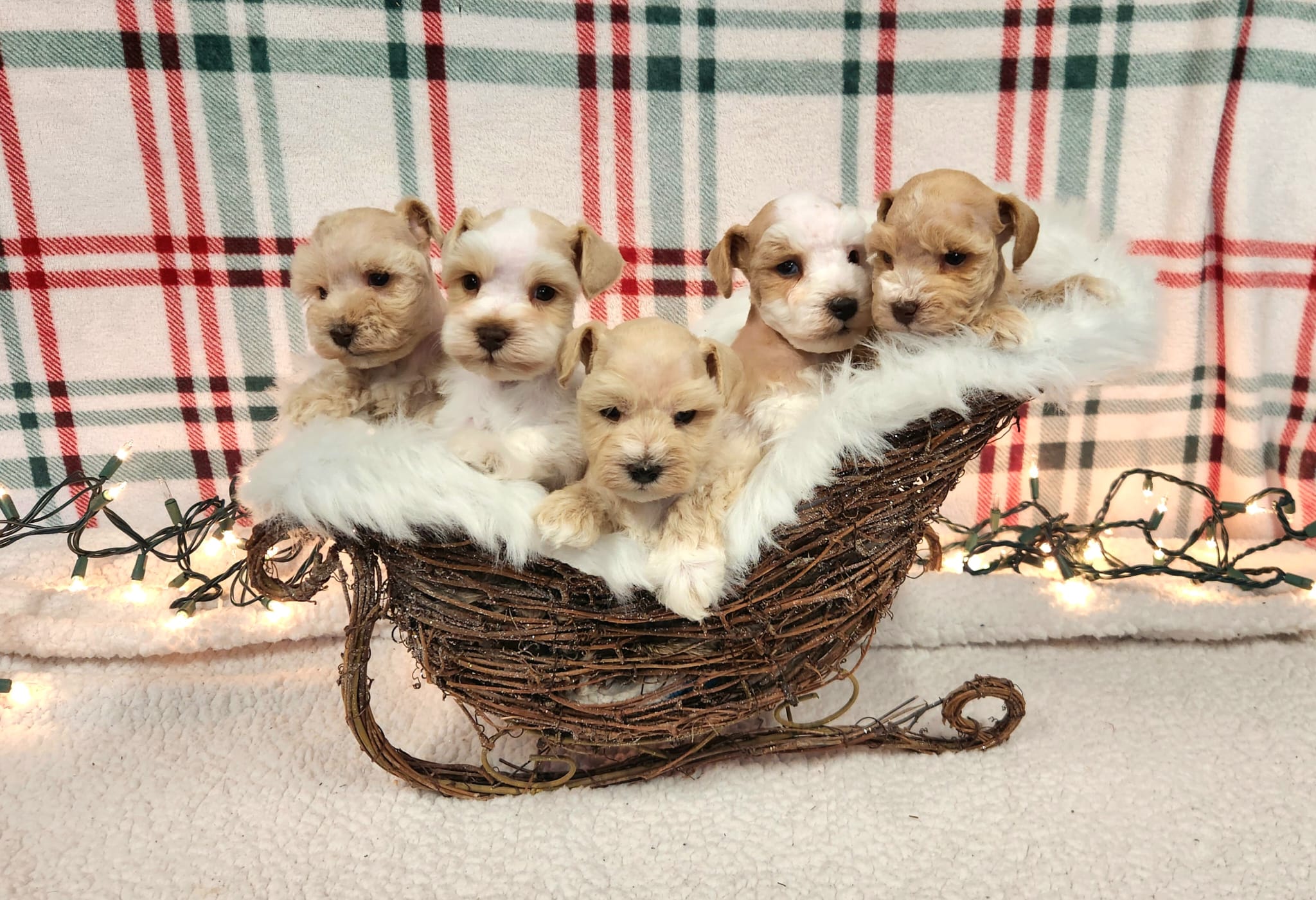Five miniature schnauzer puppies from a previous Crowned Schnauzers litter