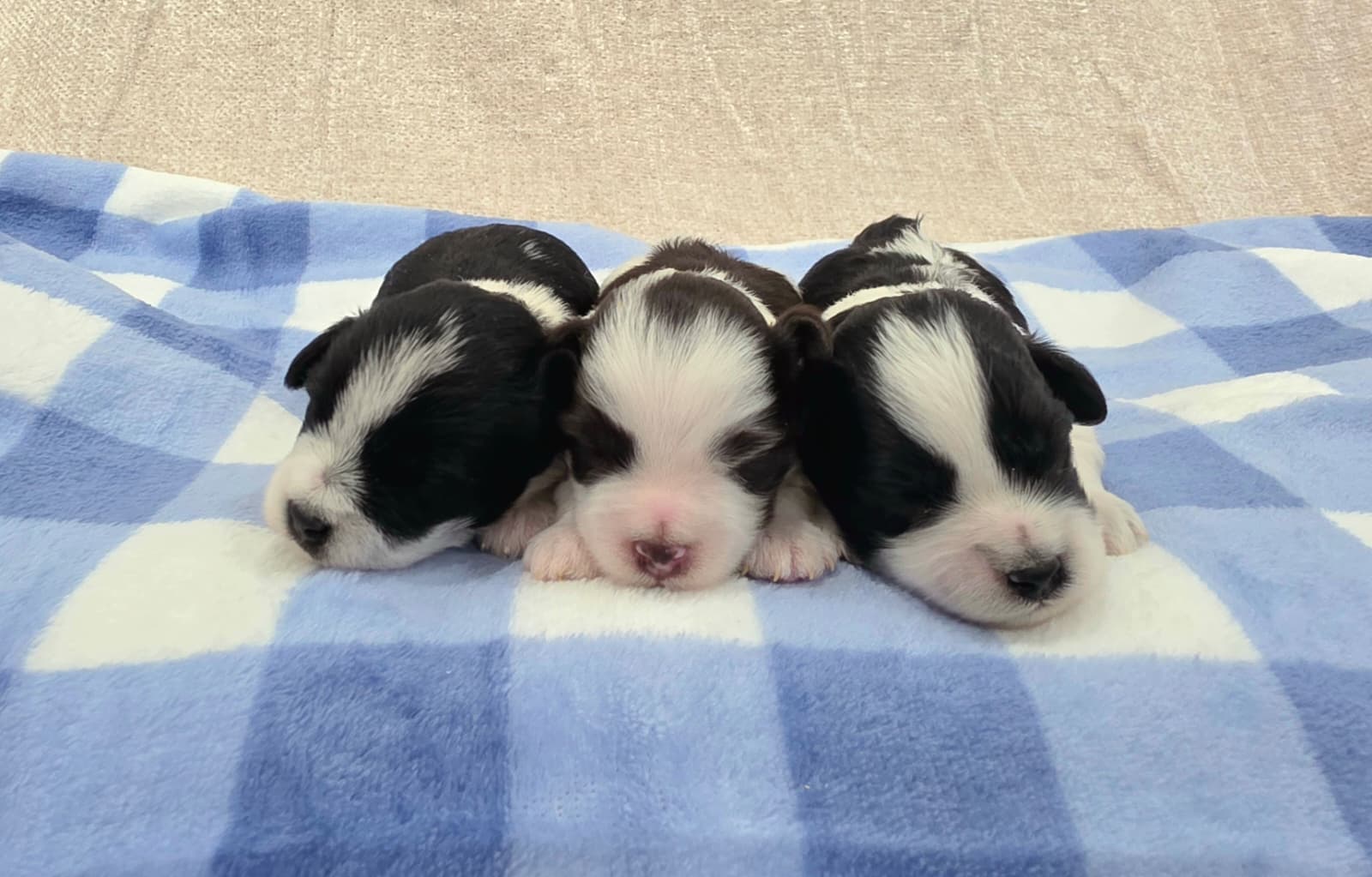 Three newborn Crowned Schnauzers puppies resting together on a blue blanket