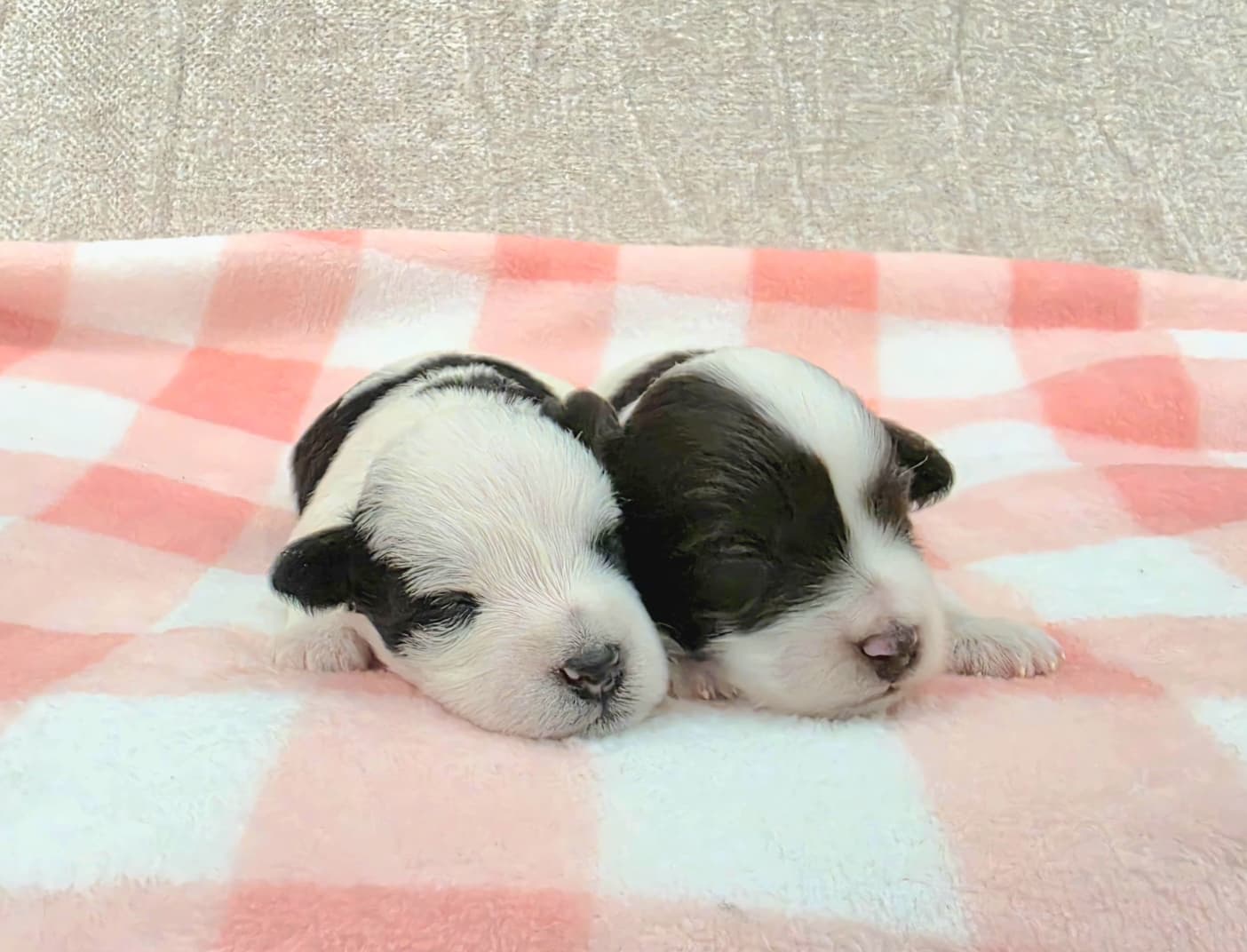 Two newborn black and white miniature schnauzer puppies from a previous litter