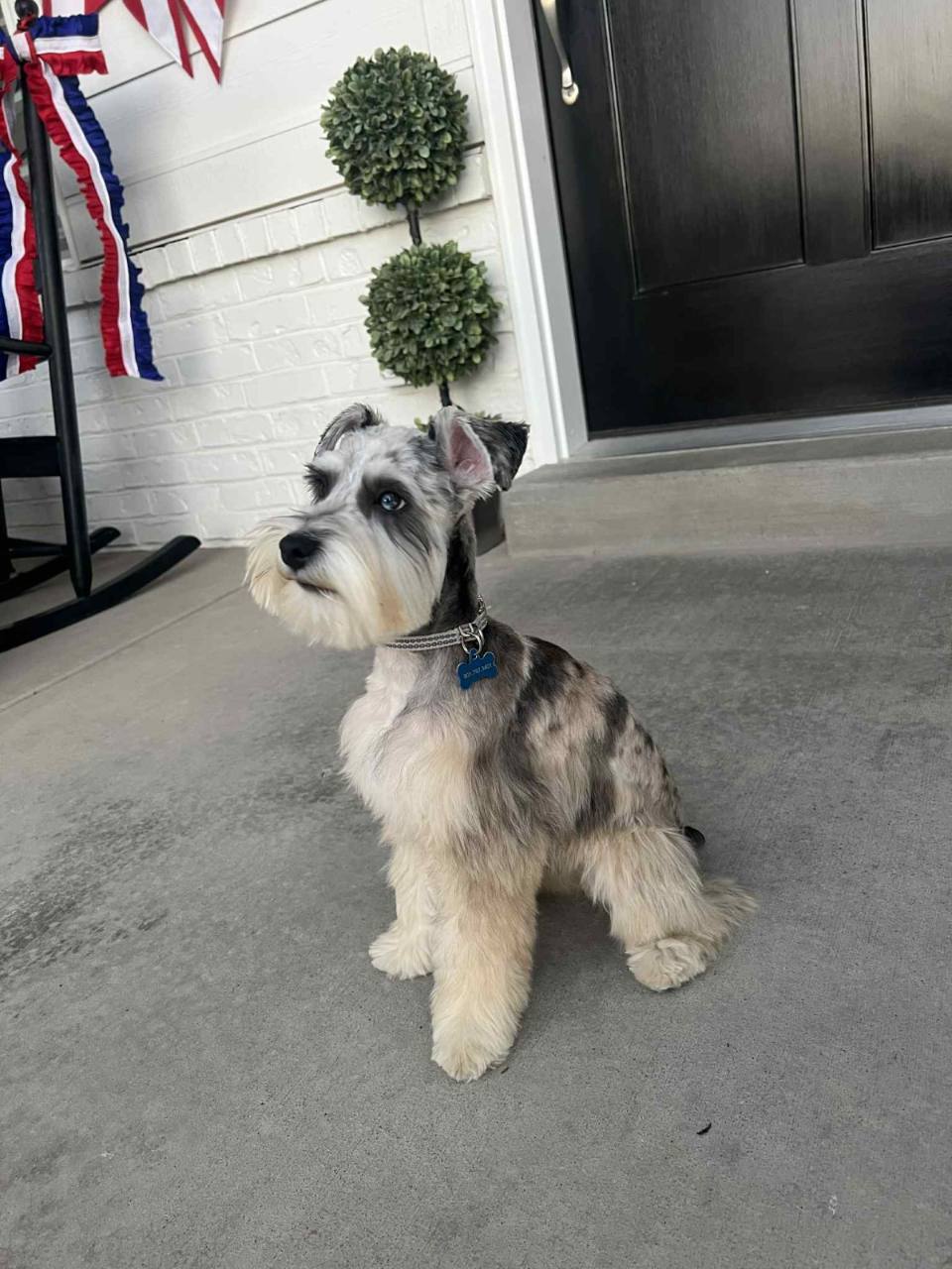 A grown Crowned Schnauzers puppy sitting outside its family's home