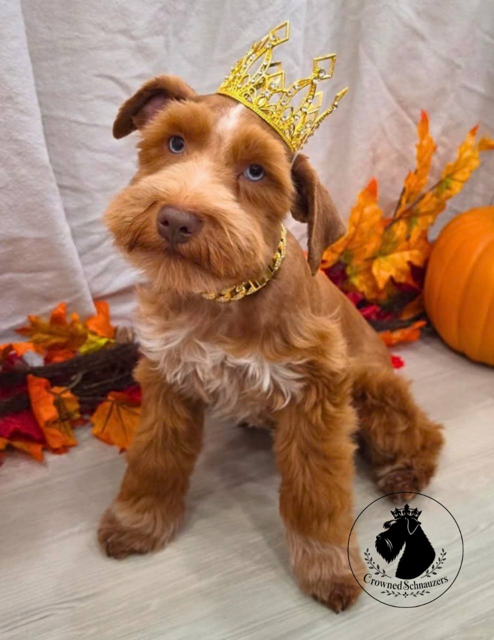 Rory wearing a gold crown in an autumn portrait at Crowned Schnauzers