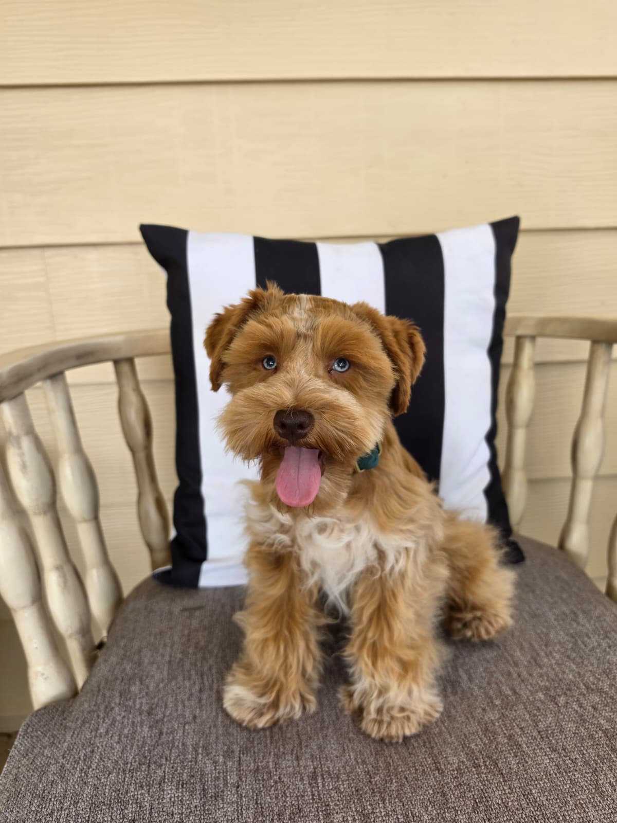 Rory, a red roan miniature schnauzer