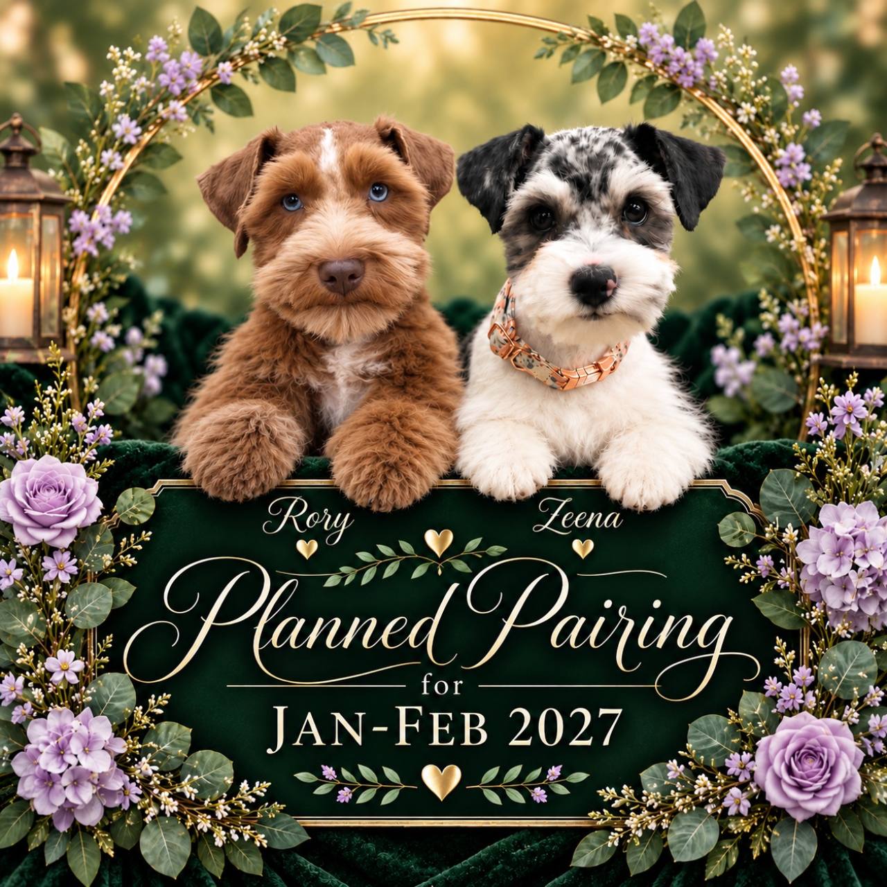 Rory and Zeena planned pairing announcement artwork with an estimated January–February 2027 window