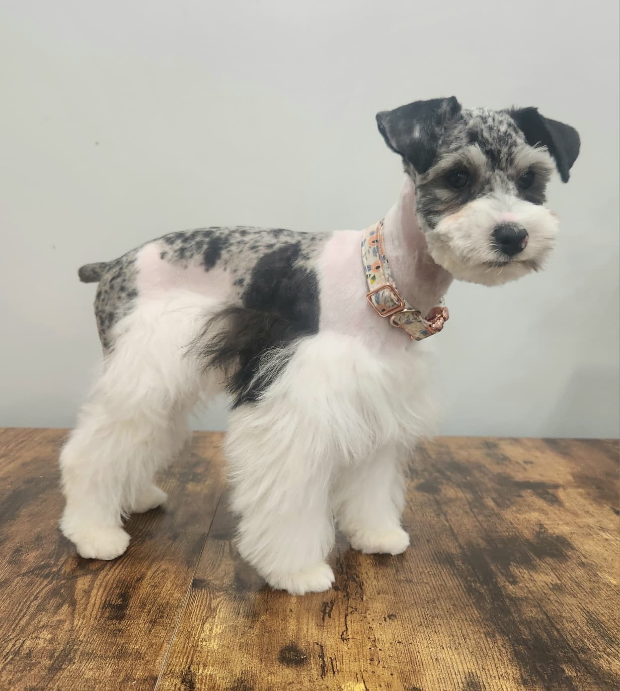 Zeena, a blue merle parti miniature schnauzer
